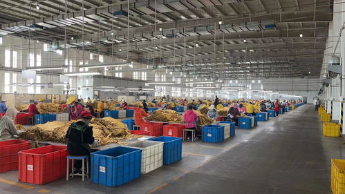 贵州复烤公司毕节复烤厂启动2022年烟叶挑选工作